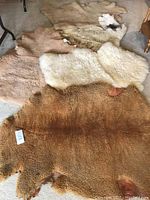 Overall view of five sheepskin pelts arranged on carpet showing wool and leather sides.