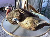 Two turkey decoys placed side by side on a round glass table outdoors, showing the full bodies and feather detail under sunlight.
