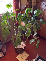 Full view of the houseplant showing its multiple leafy green stems in a woven basket planter on the floor next to wooden furniture.