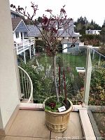 Rose tree with planter placed on balcony showing full height and surrounding houses.