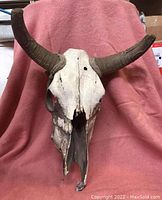 Front view of a genuine cow skull showing intact curved horns, teeth, and natural bone wear.