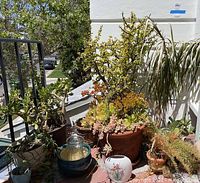 Photo of potted plants including succulents, jade plant, Dracaena, and multiple pots and containers on an outdoor porch