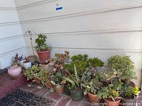 Wide view of all potted plants arranged on brick ground and steps against white exterior wall showing variety and quantity.
