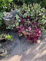 Potted plants with variegated and purple leaves next to a stump outdoors