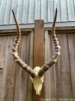 Front view of resin animal head mounted on wood fence showing full antlers with textured ridges.