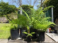 Five outdoor fern plants in black plastic pots arranged on the ground outdoors, viewed from the front under natural light.