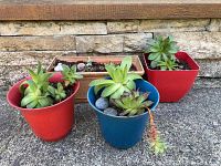 Four pots of succulents placed on a concrete surface in front of a stone wall
