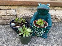 Three succulent plants visible: one in a dark green plastic pot, one in a blue ceramic pot with white decorative stones, and one in a blue-green frog planter holding a succulent. Outdoor stone background.