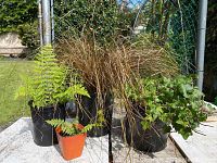 Four potted outdoor plants including ivy, ferns, and decorative grass placed outdoors on a surface near a chain link fence under sunlight.