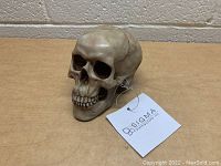 Side angled view of the skull sculpture showing detailed teeth and bone structure, placed on a plain surface with Sigma Distribution Inc. tag visible.