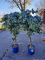 Pair of faux ficus trees placed outside on driveway, showing front view with variegated green and white leaves and blue pots.
