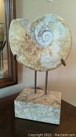 Front view of ammonite fossil on stand showing full spiral and base