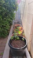 Photo showing plant pots arranged beside a wall with some pots planted with plants growing through metal wire cages