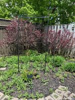 Wide shot showing the black metal garden trellis, shepherd's hook, and heart-shaped garden stake set in a garden bed with mulch and plants.