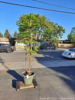 Full view of tall artificial pine tree with green plastic pot on a wooden dolly outdoors, showing the tree, pot, and surrounding environment.