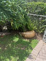 Large golden planter pot containing philodendron near hedge