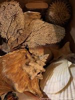 Various large seashells, coral and driftwood in a box