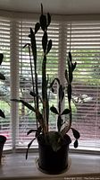 Full view of tall prickly cactus plant with multiple segmented stems in black plastic 14-inch pot in front of window blinds.