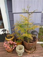 Photo of six various potted plants outdoors, including flowering shrub, evergreen plants, and succulent in terracotta and concrete pots