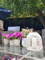 Outdoor glass table with three live potted plants and a white decorative lantern placed on top, showcasing the lot contents in a well-lit setting.