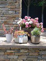 Four potted plants on stone ledge showing group from front