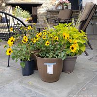 Photo showing three live potted plants: two with yellow daisy-like flowers, one with green variegated foliage and white flower spikes on a stone patio with outdoor furniture in background.