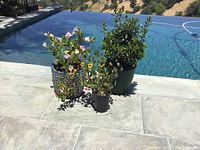 Photo of three potted plants placed beside a pool on stone tile flooring. One plant in a large silver textured pot with pink and white flowers, one plant in a smaller black pot with pansy flowers, and one plant with green glossy leaves in a green plastic pot.