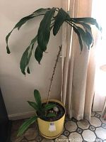 Full view of the live plant in the yellow pot showing height and overall condition