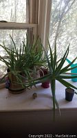 Three aloe plants in grey pots on a window sill with natural light, surrounded by small objects and pots.