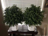 Front view of two full artificial bushes with white square ceramic pots on a dark wooden table in front of window blinds.