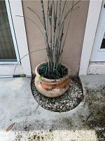 Large round clay planter with bamboo-like plant inside, showing weathered beige surface with discoloration and marks, settled in a stone bed outside a house.