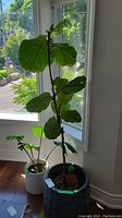 Wide view showing two live potted plants near window: fiddle leaf fig in black pot and monstera in white pot.