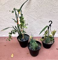 Three potted plants against a beige wall on a pink surface, showing all plants in one frame.
