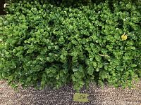 Close up of artificial green leaf foliage on plastic mesh backing showing texture and greenery detail.