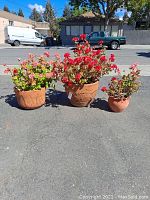 View of three Geranium plants in terracotta pots placed outdoors on pavement, showing red and pink blooms.
