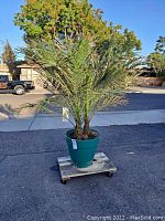 Full view of the potted Phoenix Palm plant on a wheeled wooden dolly outside on pavement.