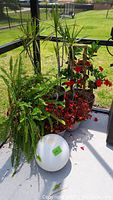 Wide view of all potted plants outdoors on patio showing palm, fern, and begonias.