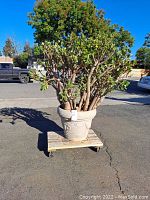 Full view of mature jade plant showing thick woody stems and dense green leaves sitting in a beige decorative plastic pot on a wheeled platform outdoors.