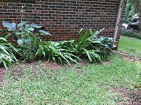 Wide view of garden bed with plants and grass beside brick wall