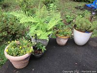 Photo showing 5 plastic pots with different plants placed outdoors on asphalt and grass background. Various plants including large fern, flowering plants, and smaller leafed plants.