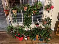 Image showing 25 indoor plants consisting of 13 hanging pots and 12 standalone pots. Various pot colors including terracotta, red, white and blue. Plants range from leafy to grass-like and trailing varieties.