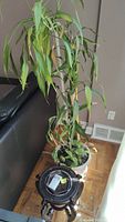 Potted green plant about 48 inches tall in white pot, placed next to a couch on wooden floor, leaves show wear and dryness