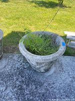 Top-down and angled side views showing wide flared rim and interior plant growth