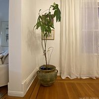 View of the large urn plant pot with potted tall leafy plant placed on wooden floor near a white curtain and framed wall art.