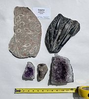 Photo of two fossil plaques and three amethyst crystal pieces arranged with tape measure for scale showing size range between about 3.5 and 10 inches.