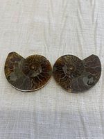 Pair of polished ammonite fossil halves showing both halves on a light fabric background, highlighting their shape and color.