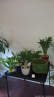 Angled view of the various potted plants displayed on a black folding table against a white wall with visible bamboo plant and multiple ferns.