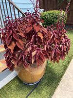 Full view of red Coleus plant with dense foliage in large ceramic planter on artificial grass outdoor.