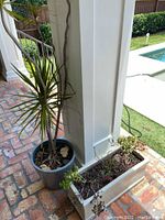 Two images showing a Dragon Tree live plant in a gray plastic pot and a rectangular white planter with soil and some small plants or moss remnants. Outdoor setting with brick flooring and near a white pillar and swimming pool.
