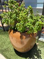 Front view of the large pottery planter with Mentha plant inside, showing healthy green leaves.